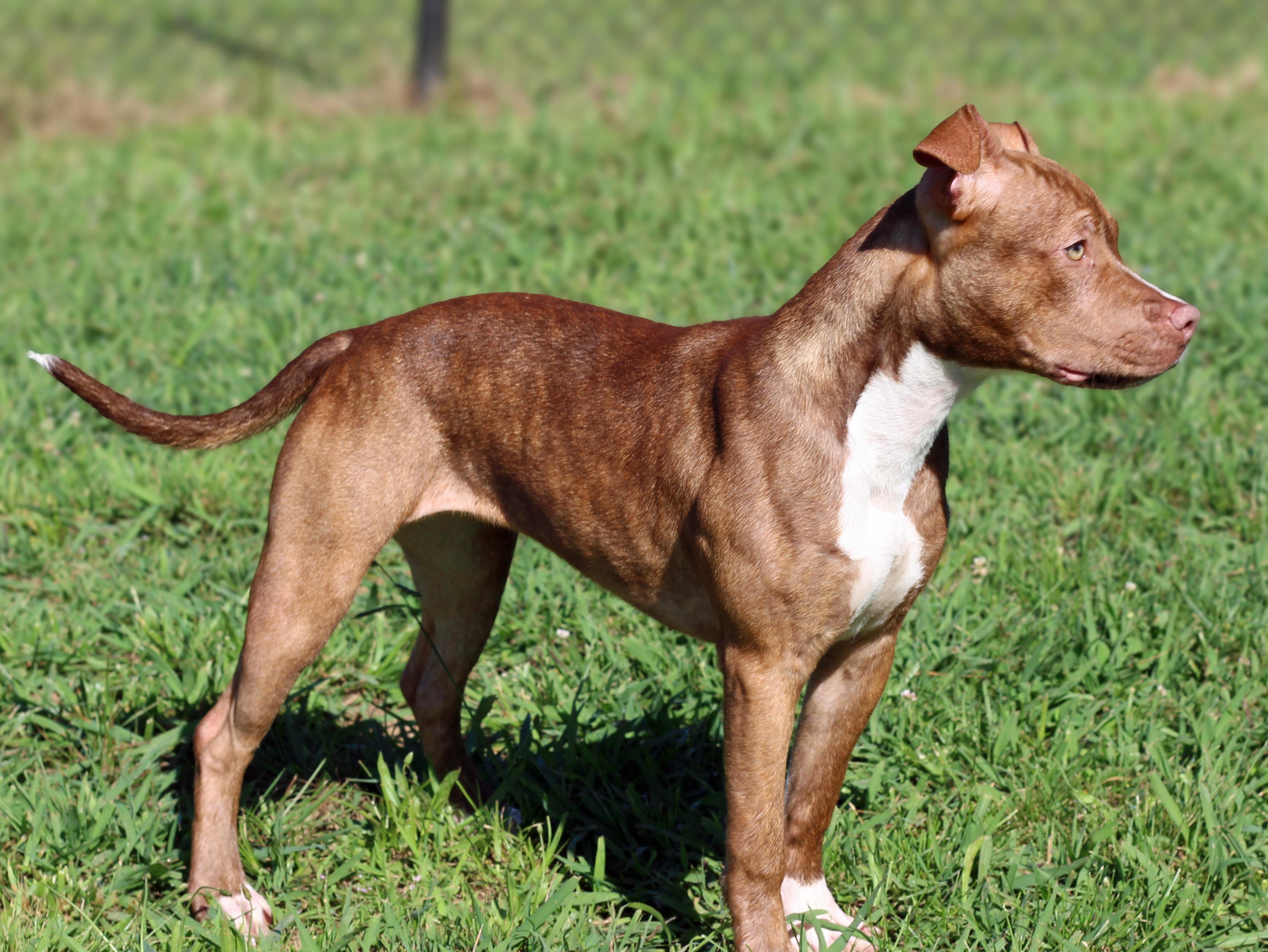Enlarge Annie, an adopted mixed breed in Lebanon, TN image 5/6