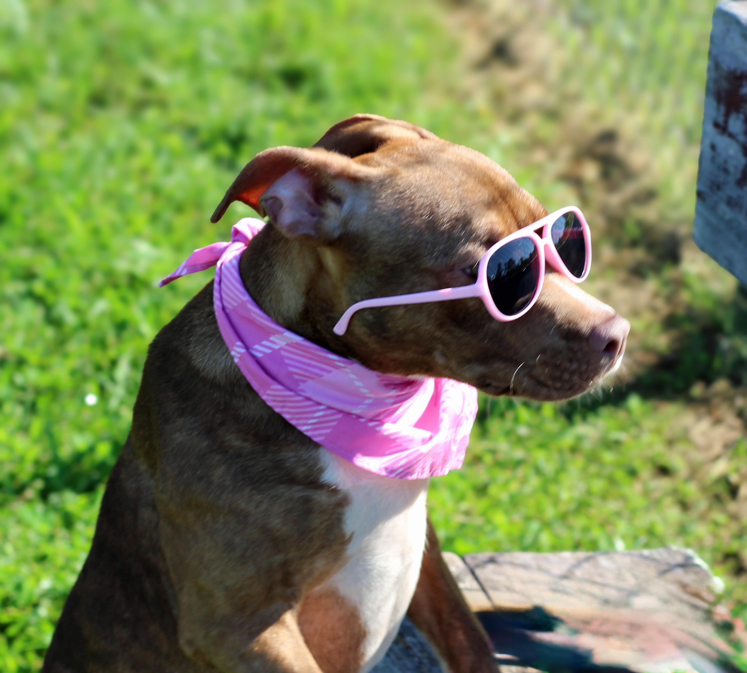 Enlarge Annie, an adopted mixed breed in Lebanon, TN image 2/6