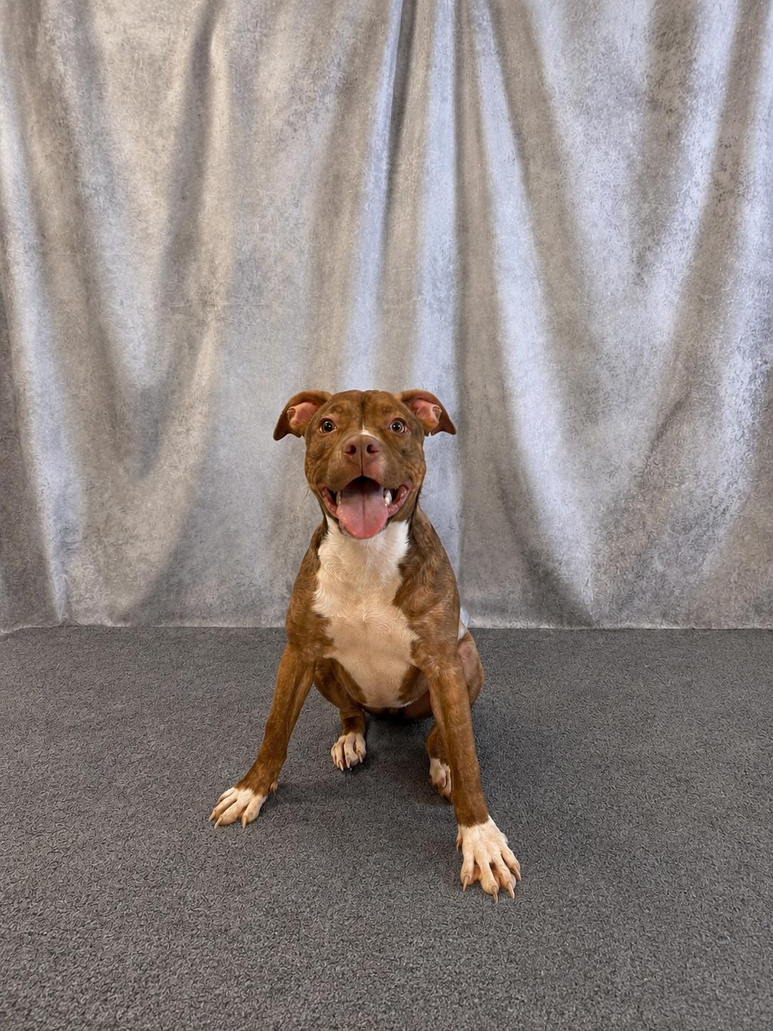 Enlarge Annie, a ADOPTABLE mixed breed in Lebanon, TN image 1/4