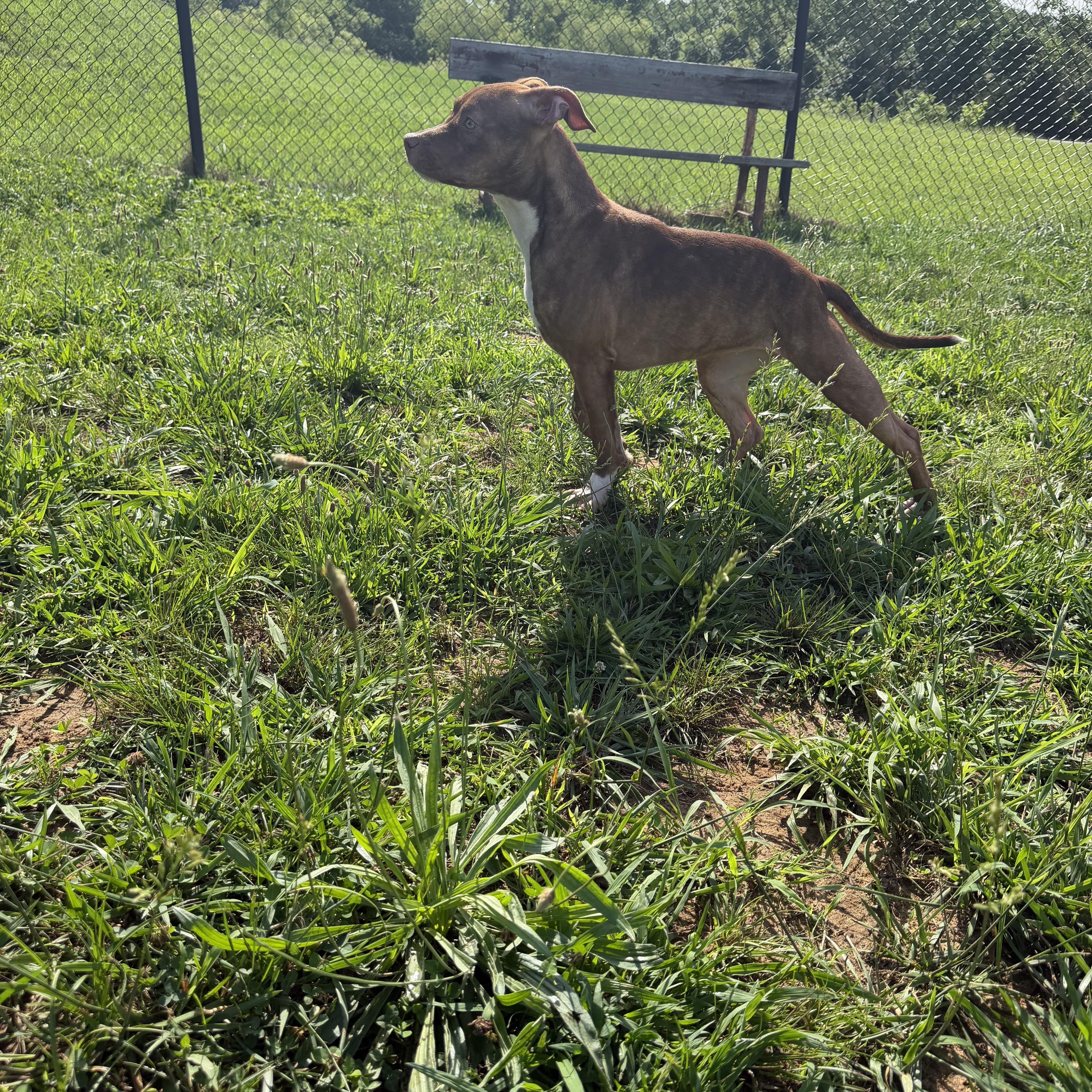 Enlarge Annie, a ADOPTABLE mixed breed in Lebanon, TN image 2/4