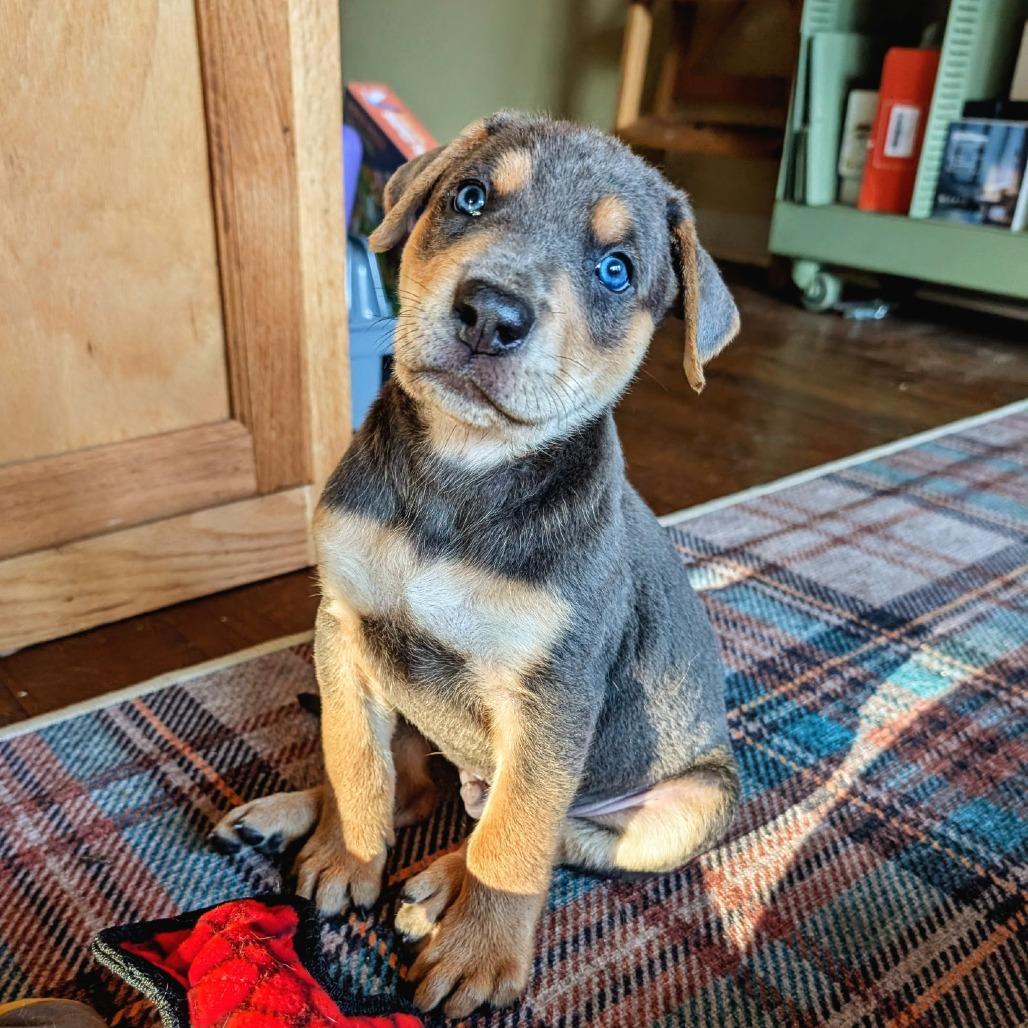 Enlarge Orleans, a Adoptable mixed breed in Rockville, MD image 2/4