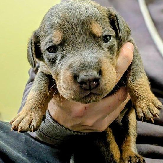 Enlarge Orleans, a Adoptable mixed breed in Rockville, MD image 3/4