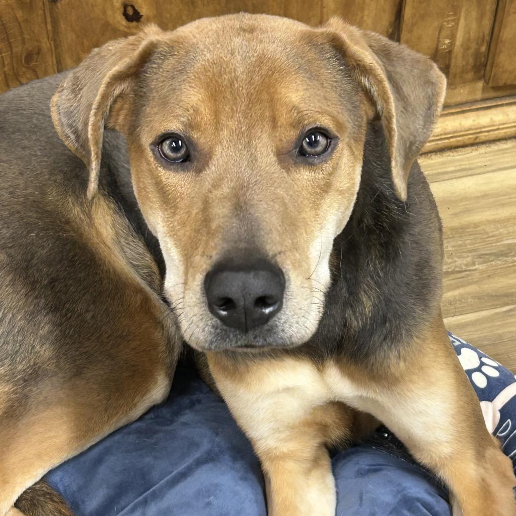 Enlarge Orleans, a Adoptable mixed breed in Rockville, MD image 4/4