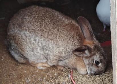 Piper, Adoptable, Adult Female Rex.