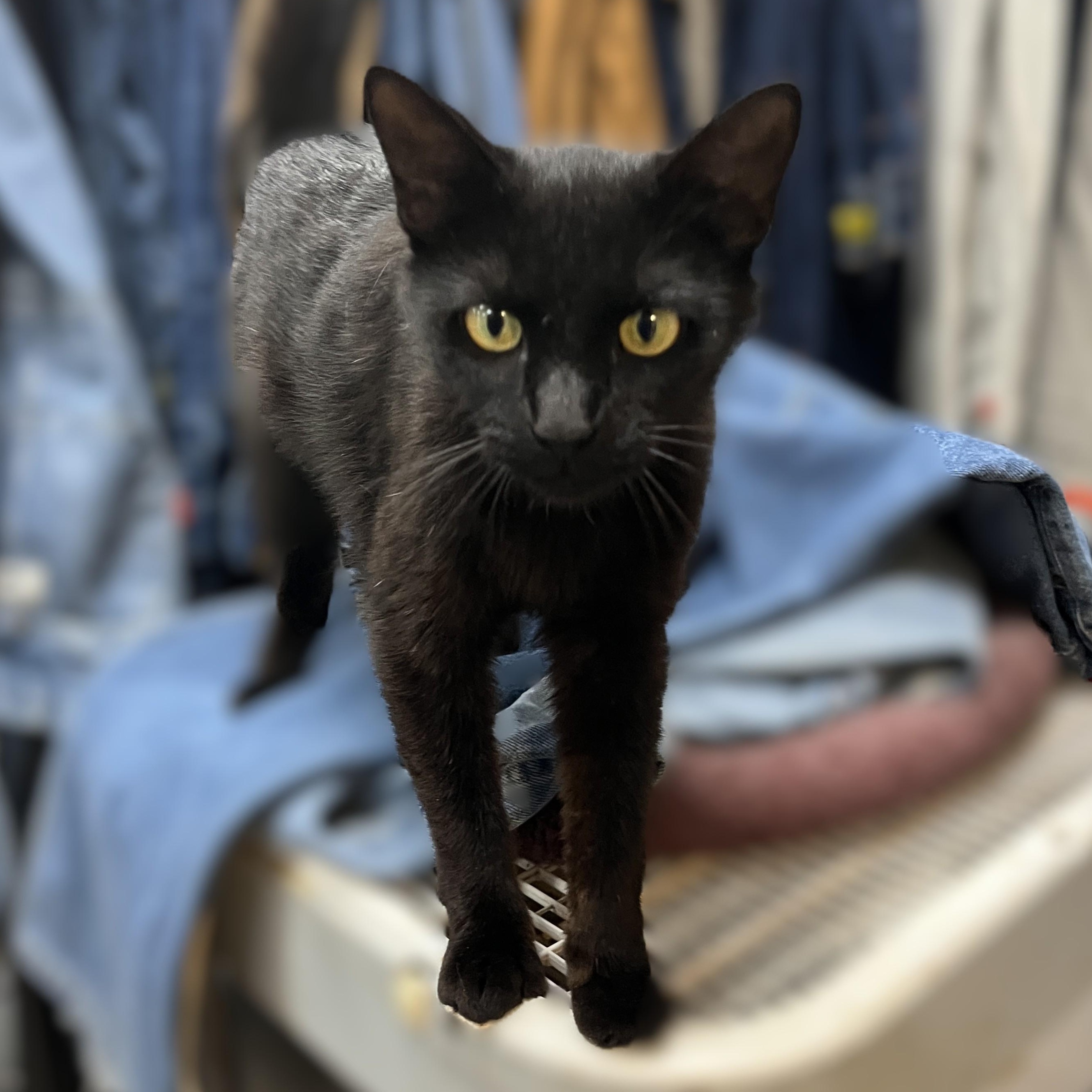 Sweetie, a Adoptable Domestic Short Hair in Shingletown, CA image 4/4