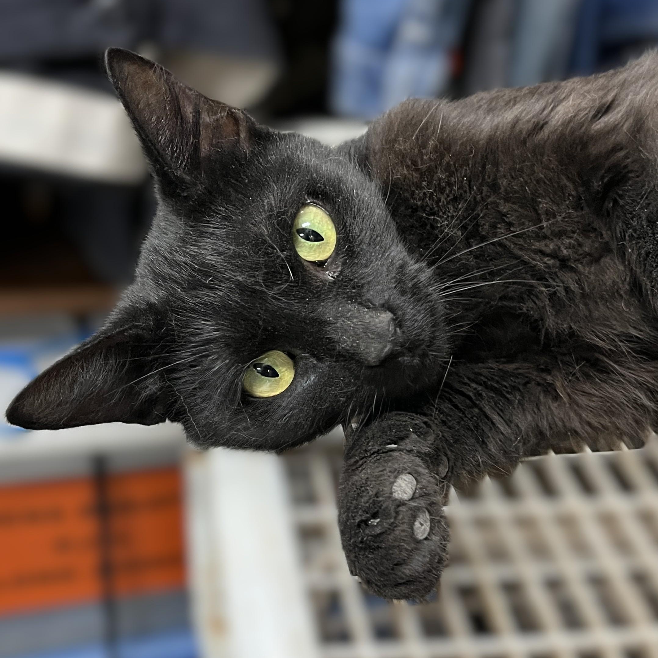 Sweetie, a Adoptable Domestic Short Hair in Shingletown, CA image 3/4