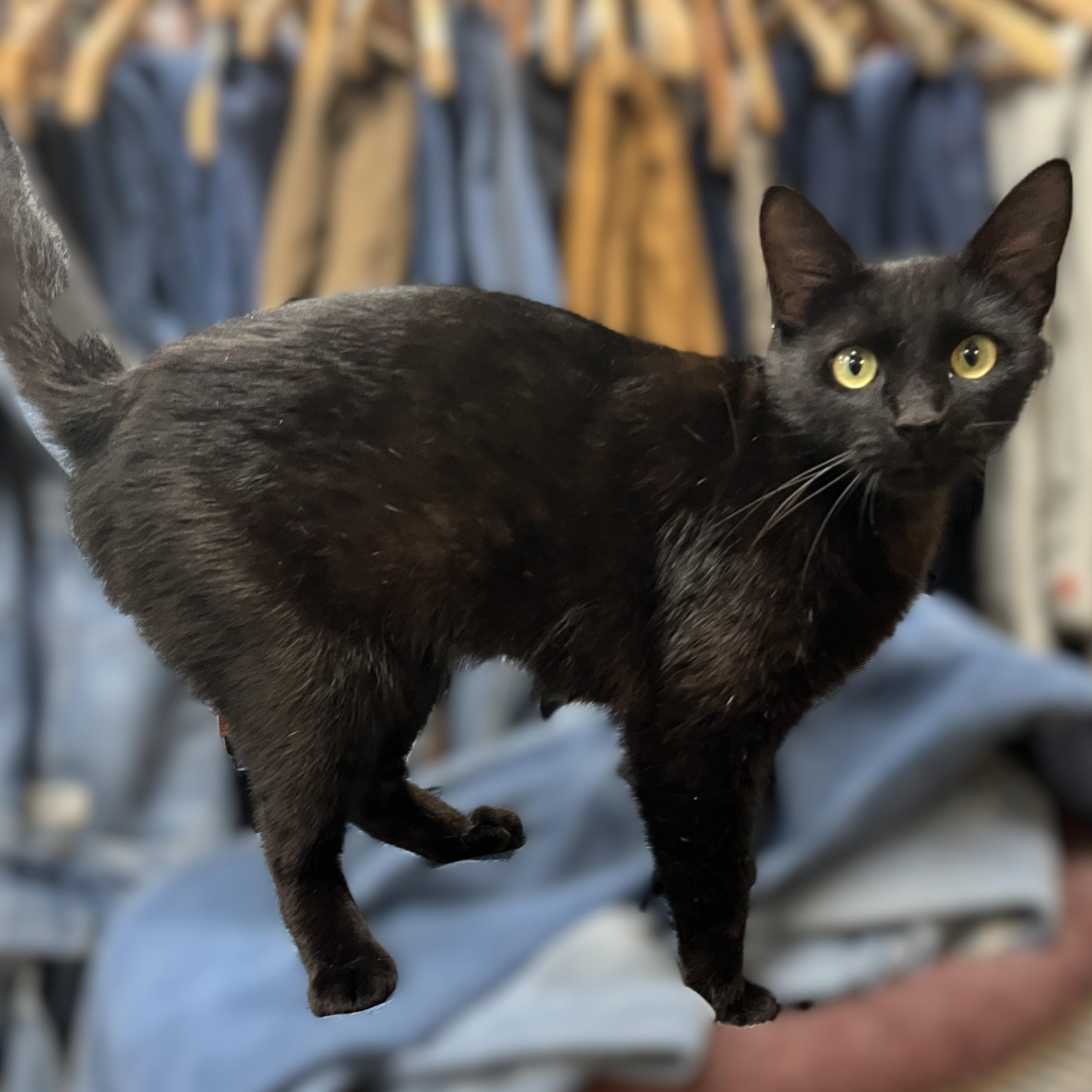 Sweetie, a Adoptable Domestic Short Hair in Shingletown, CA image 2/4