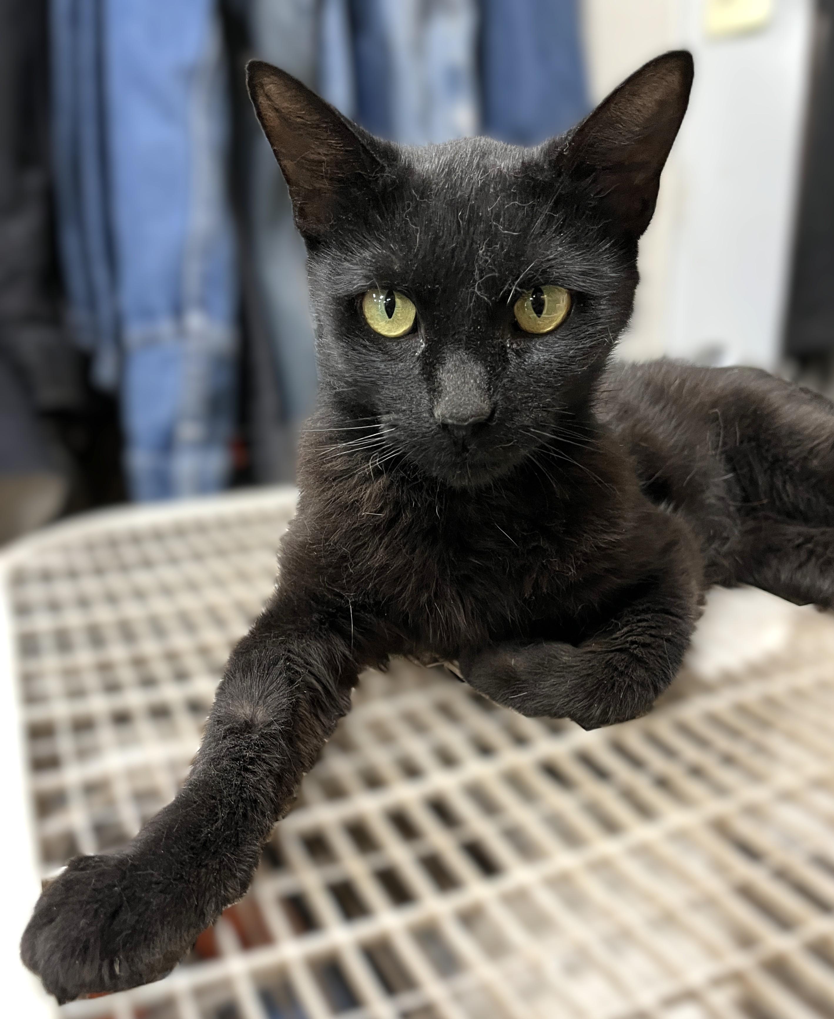 Sweetie, Adoptable, Young Female Domestic Short Hair.