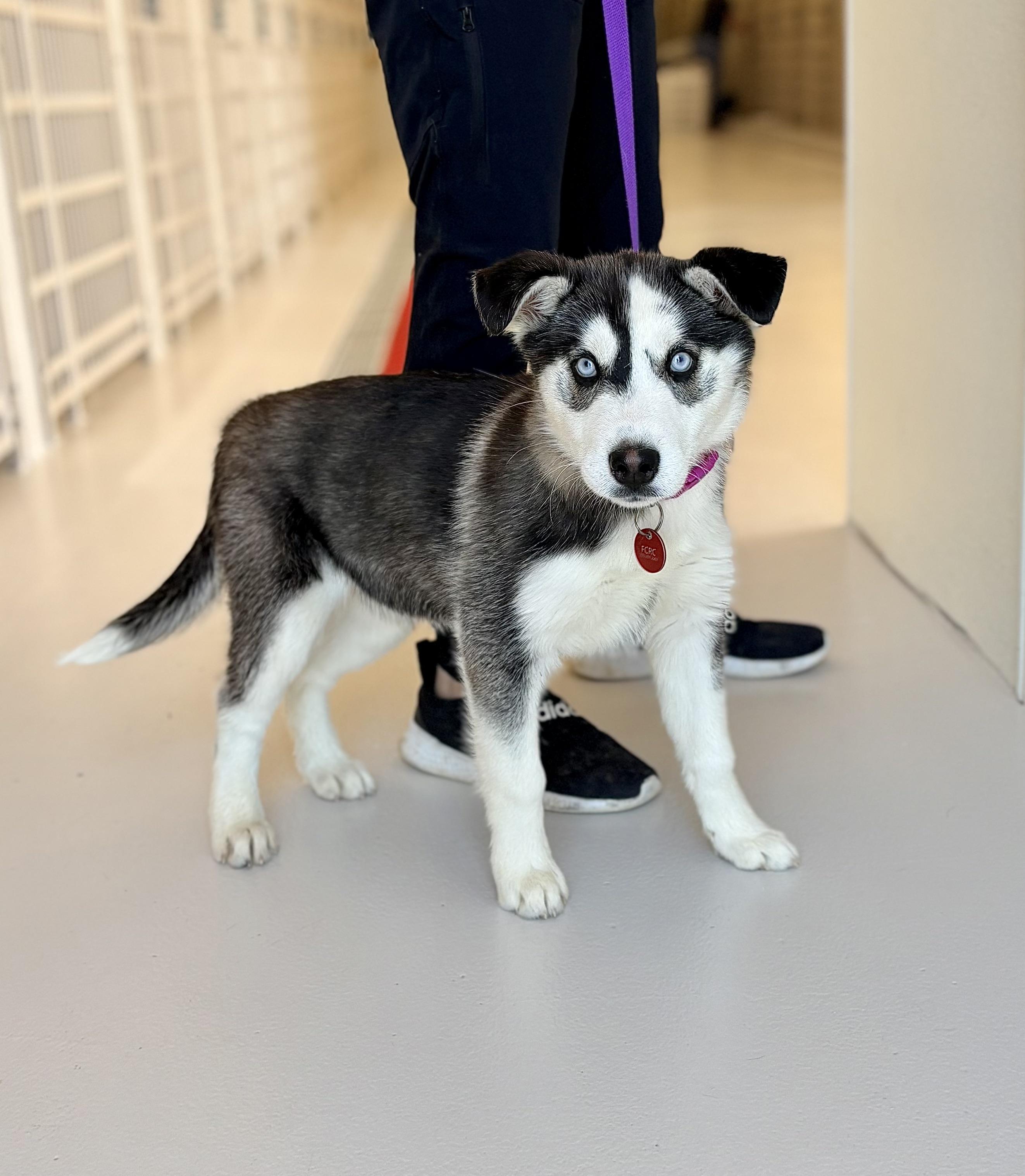 Enlarge Tundra, an adopted Siberian Husky in Chicago, IL image 1/1