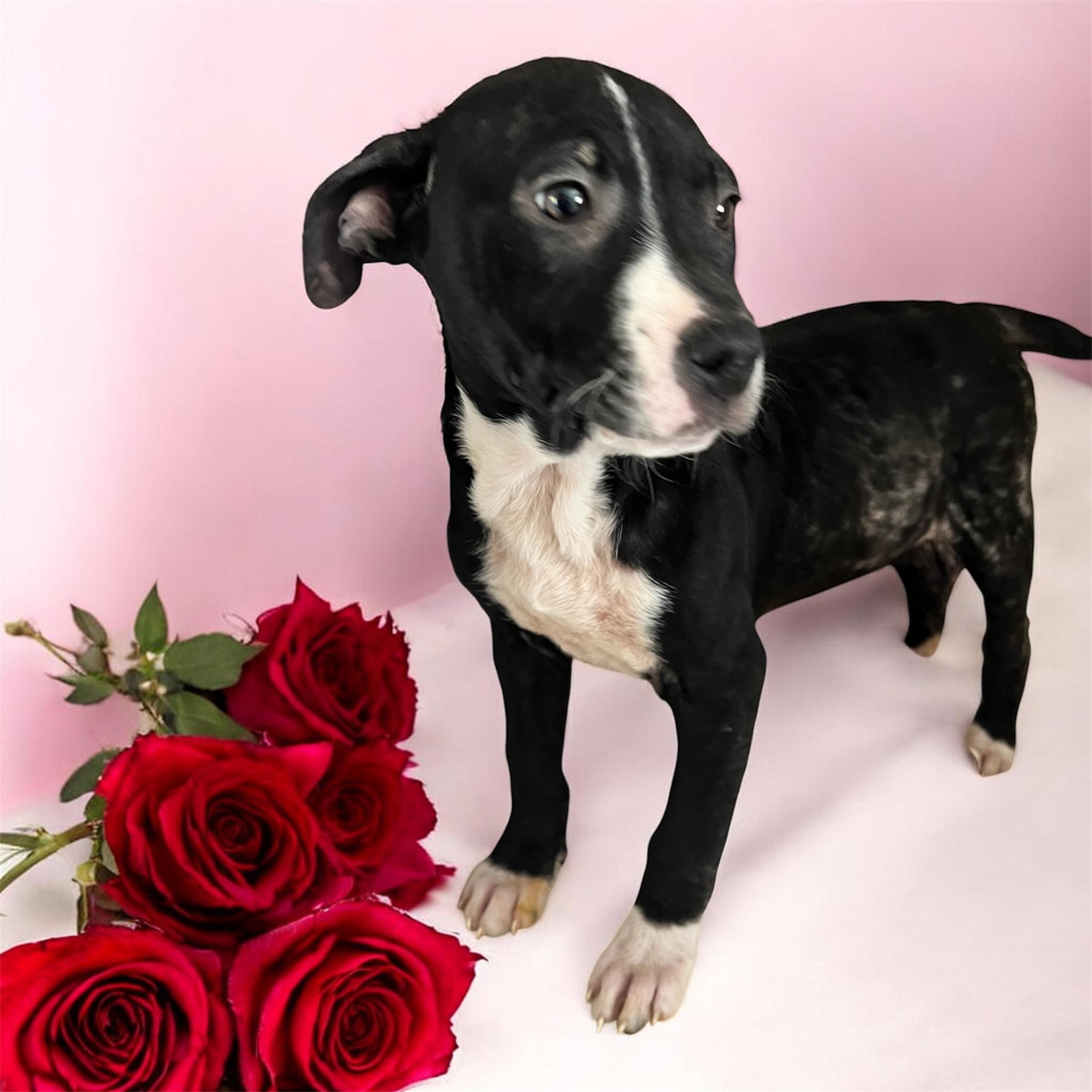 Dorothy, adopted, Puppy Female Pit Bull Terrier.