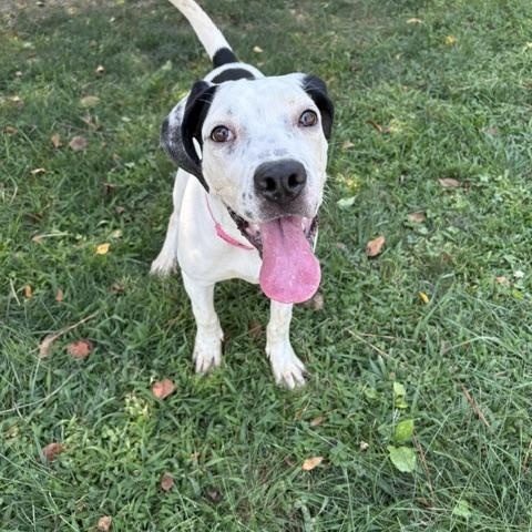 Dottie, ADOPTABLE, Young Female Great Dane.