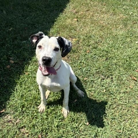 Enlarge Dottie, a ADOPTABLE mixed breed in Dinwiddie, VA image 3/3