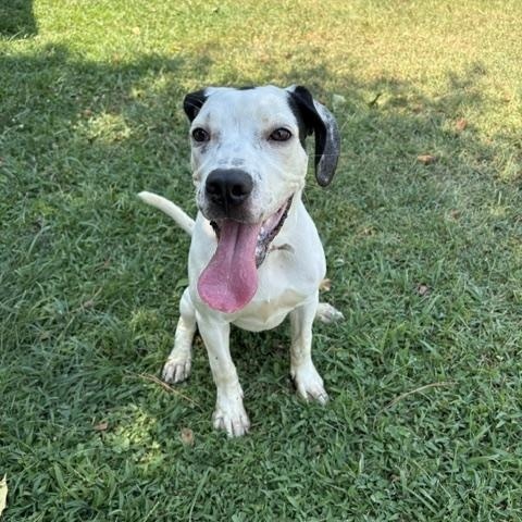 Enlarge Dottie, a ADOPTABLE mixed breed in Dinwiddie, VA image 2/3