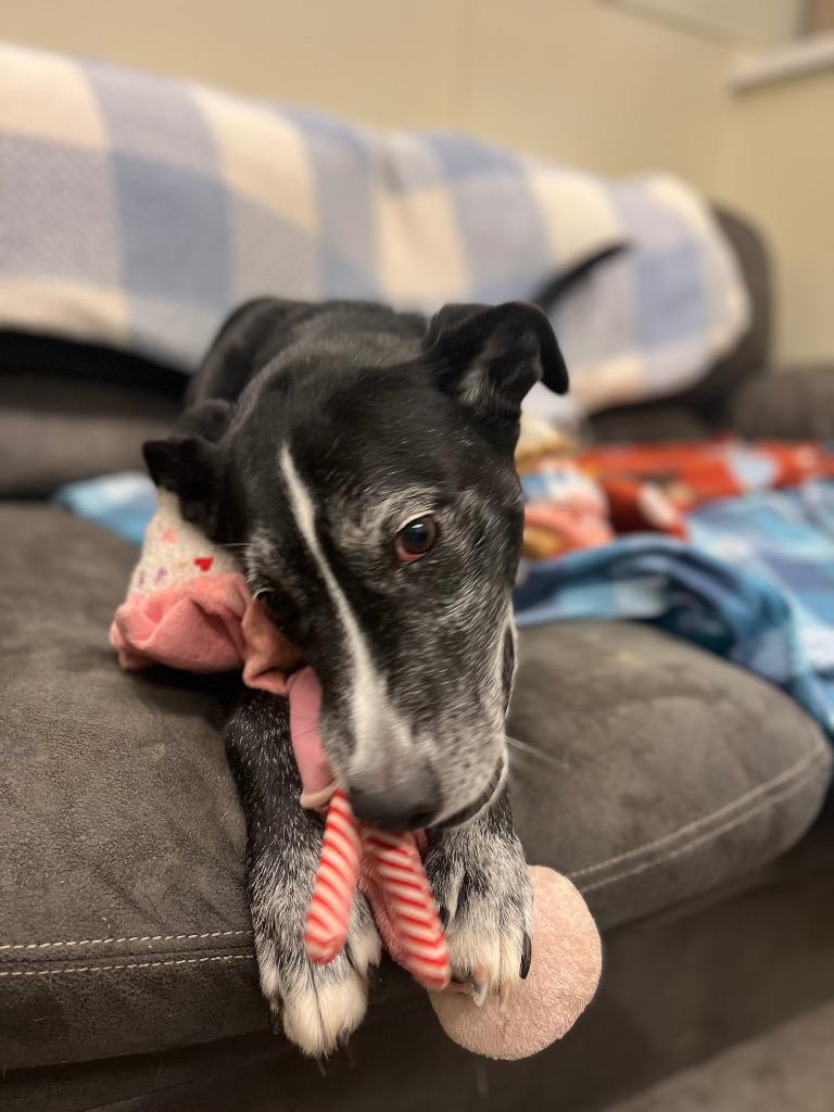 Jack, a Adoptable mixed breed in Neosho, MO image 2/6