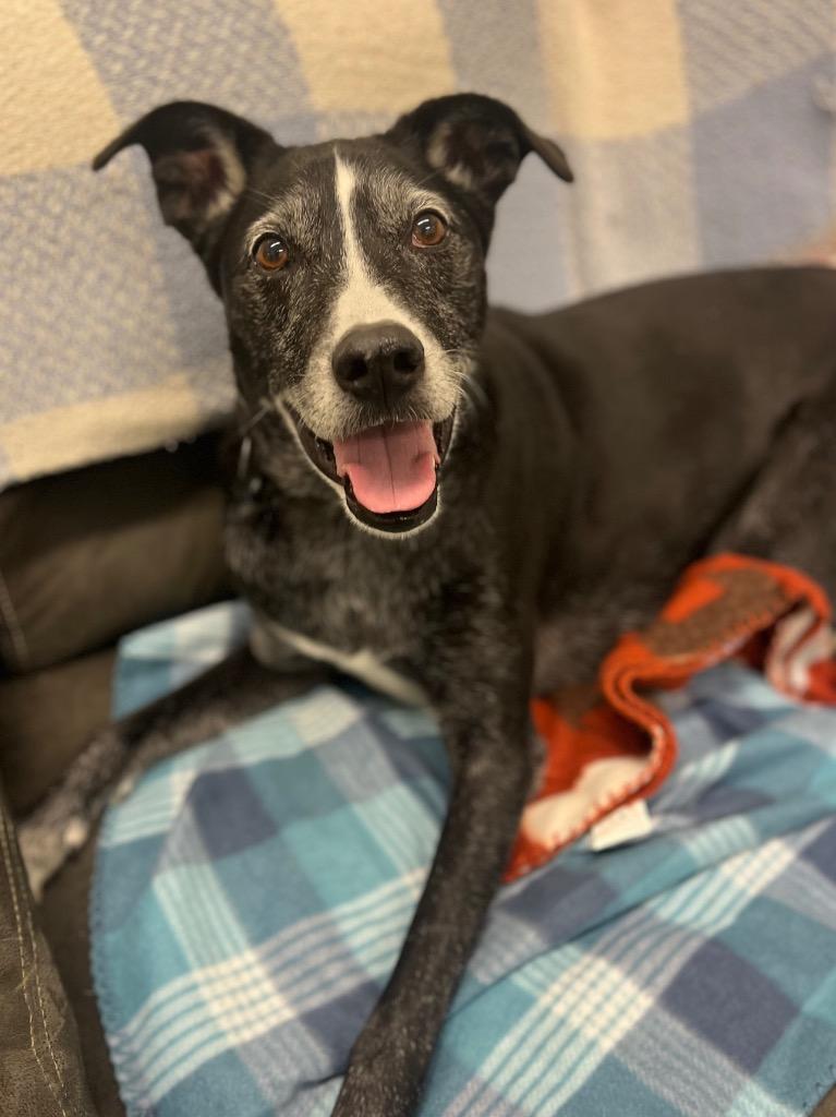 Jack, a Adoptable mixed breed in Neosho, MO image 3/6