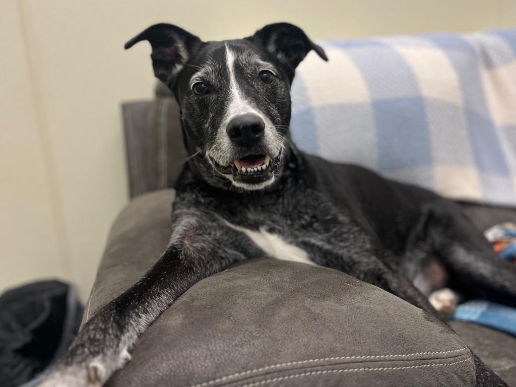 Jack, a Adoptable mixed breed in Neosho, MO image 4/6