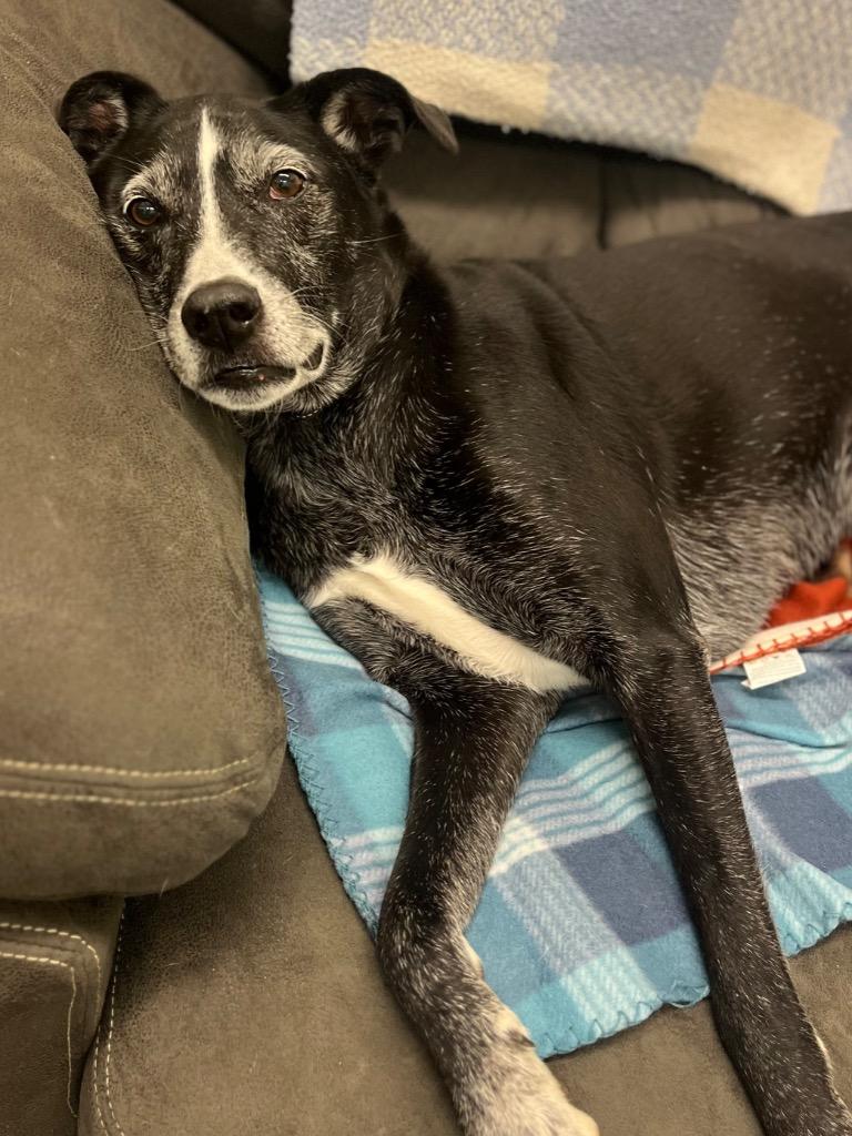 Jack, a Adoptable mixed breed in Neosho, MO image 5/6