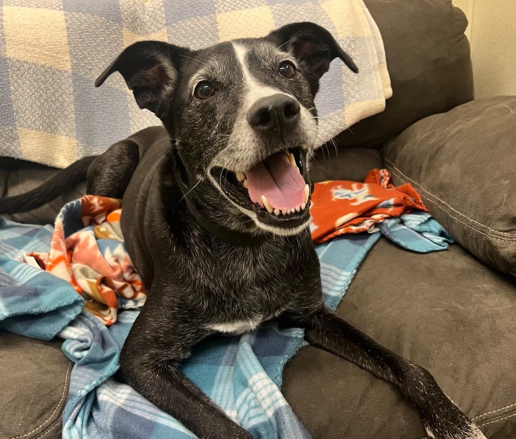Jack, a Adoptable mixed breed in Neosho, MO image 6/6