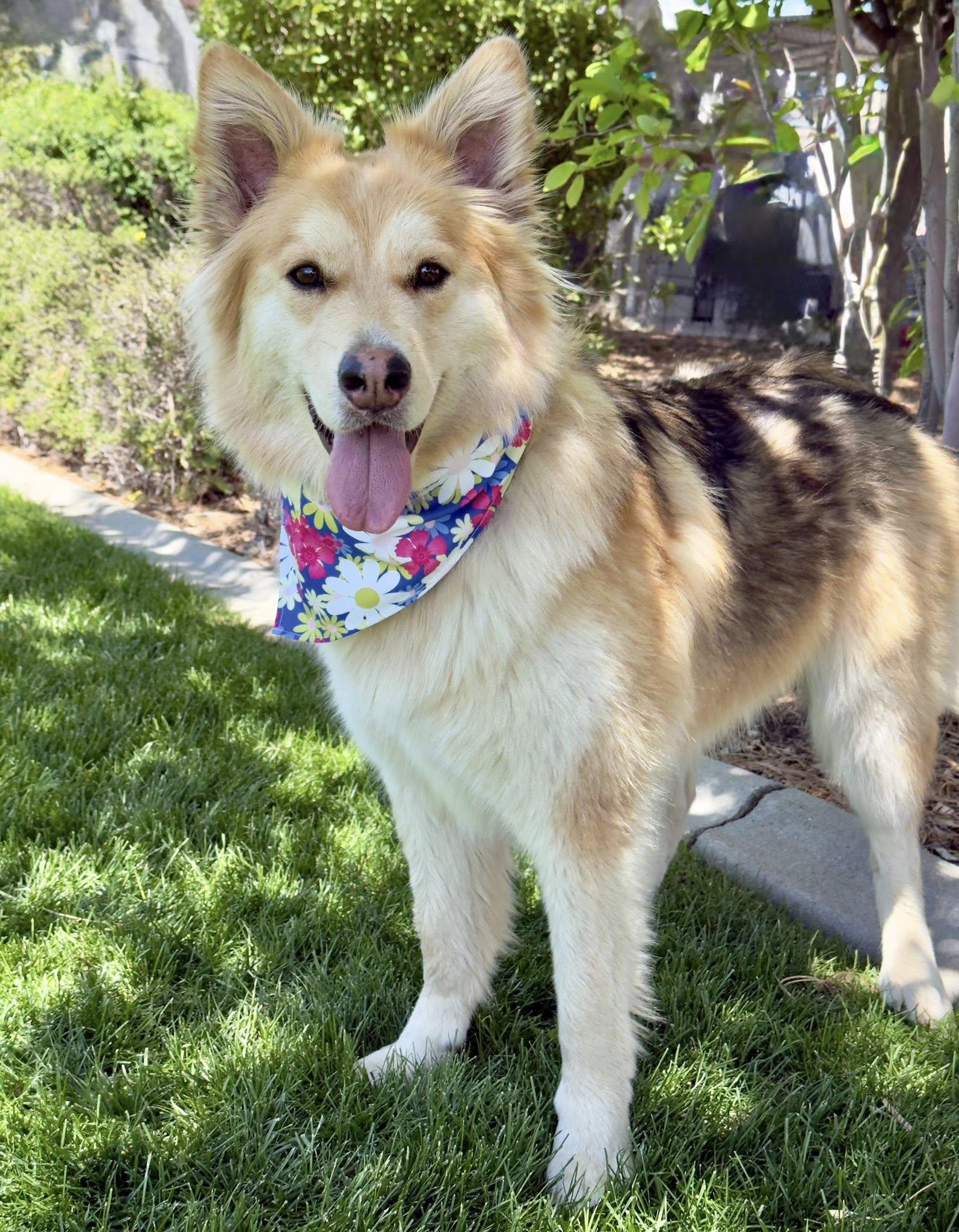 CC, ADOPTABLE, Adult Female Husky & Shepherd.