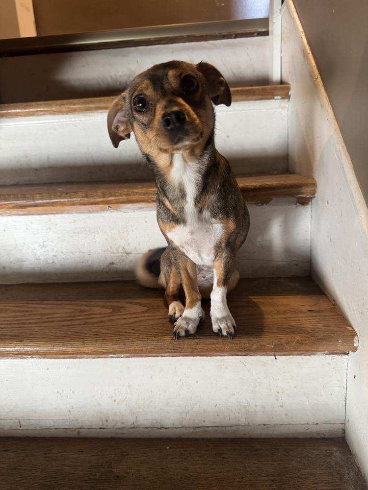 Ella, adopted, Young Female Chihuahua.