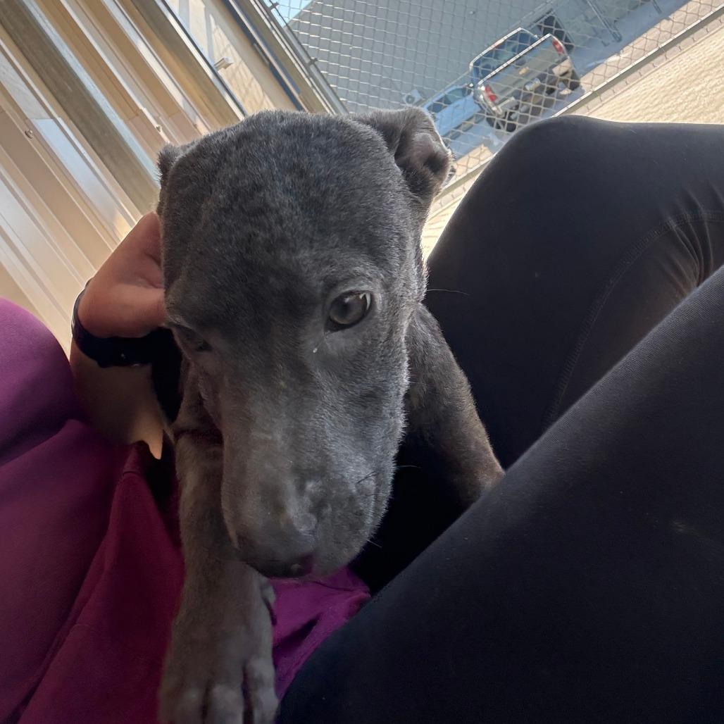 Diedre, Adoptable, Young Female Mixed Breed.