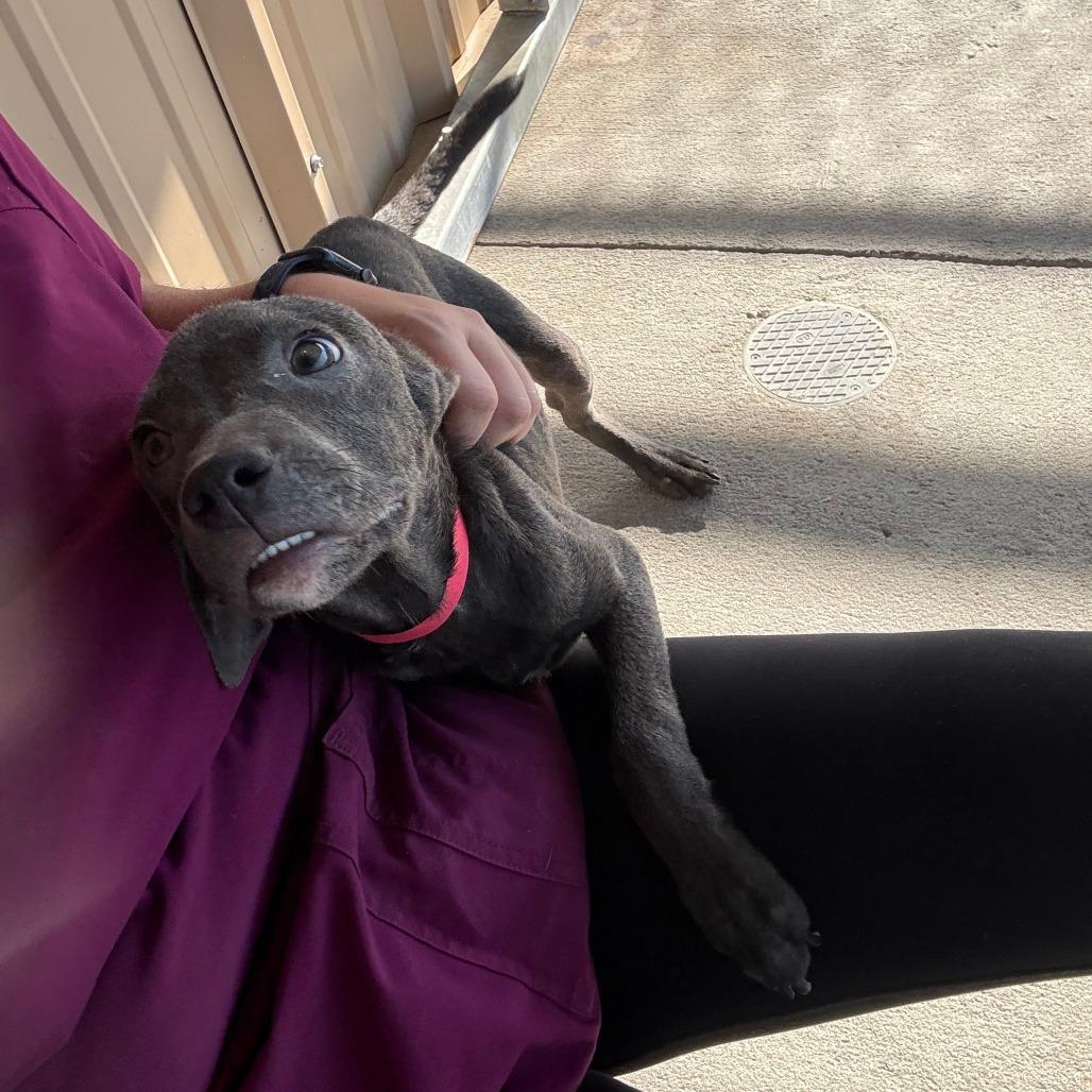 Enlarge Diedre, a Adoptable Mixed Breed in Emporia, KS image 2/6
