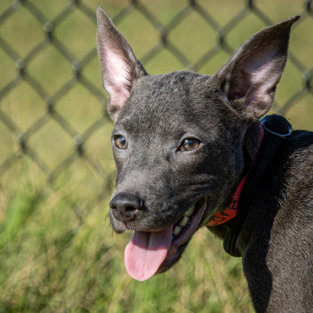 Enlarge Diedre, a Adoptable Mixed Breed in Emporia, KS image 4/6