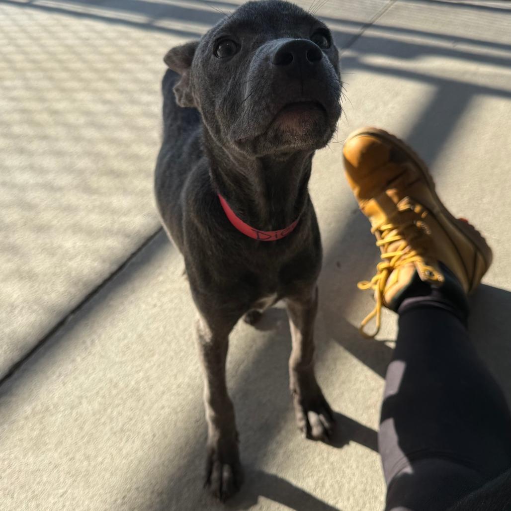 Enlarge Diedre, a Adoptable Mixed Breed in Emporia, KS image 5/6