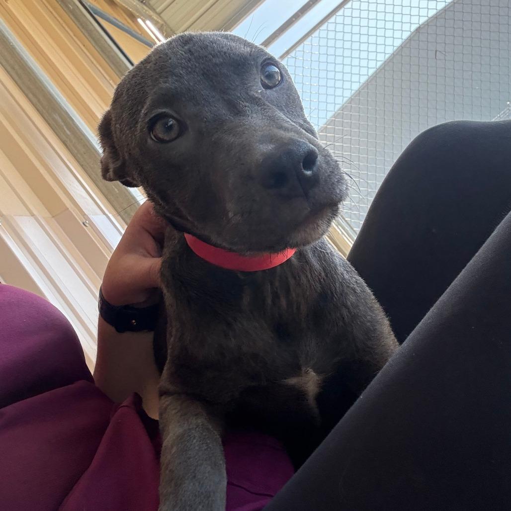 Enlarge Diedre, a Adoptable Mixed Breed in Emporia, KS image 6/6