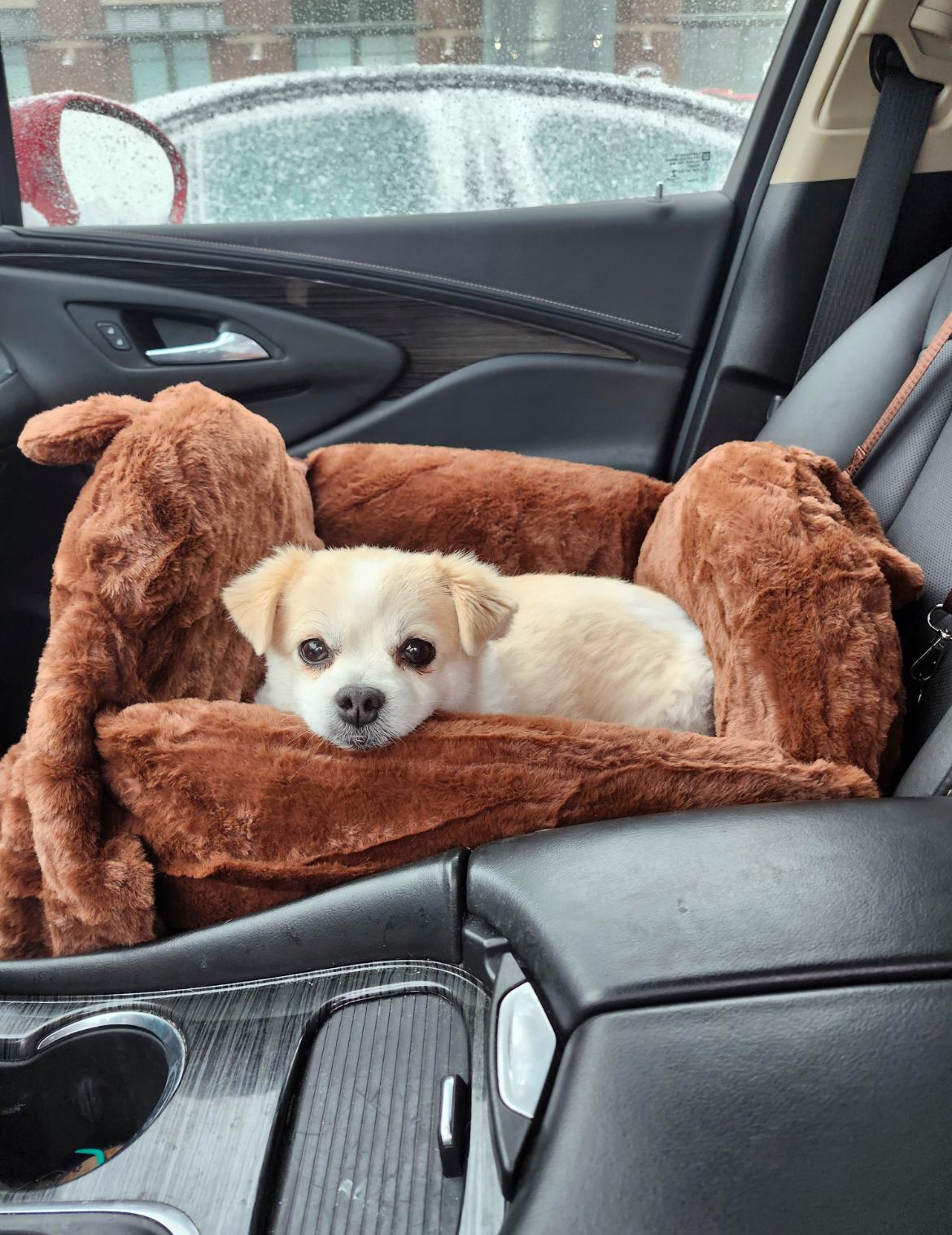 Mildred, ADOPTABLE, Senior Female Pomeranian & Shih Tzu.