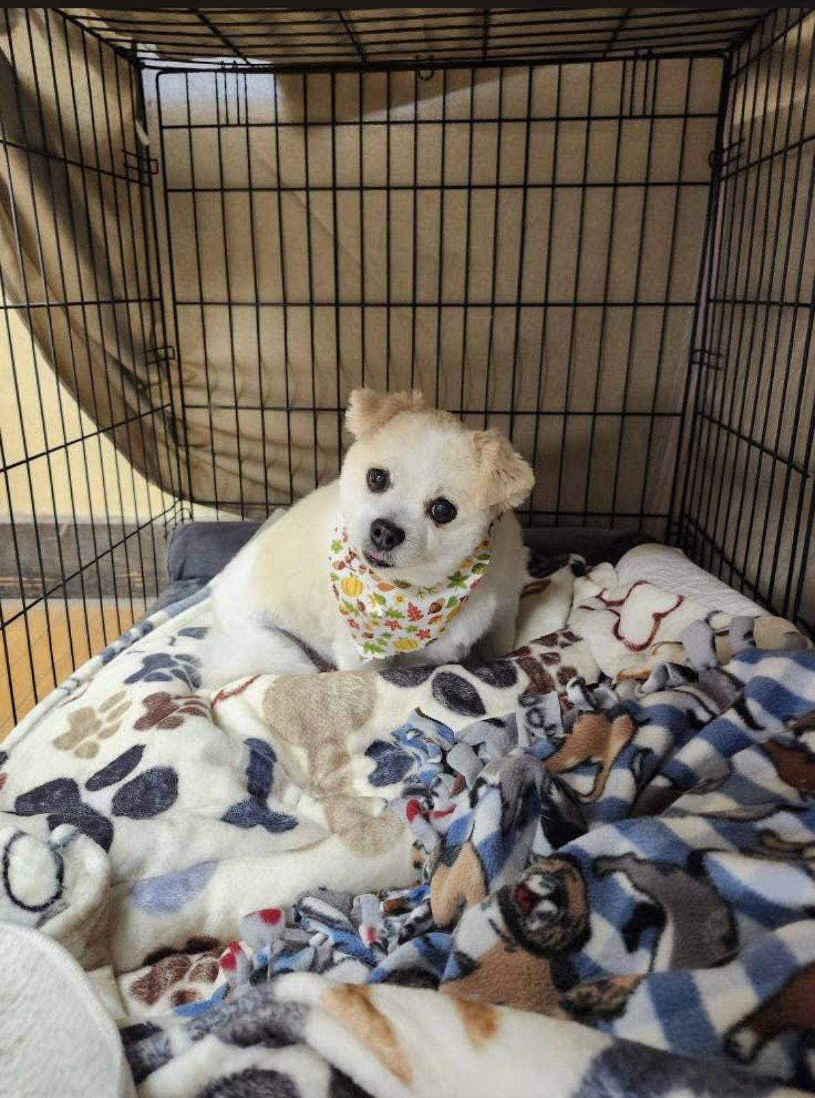 Mildred, a other mixed breed in Whitewater, WI image 2/6