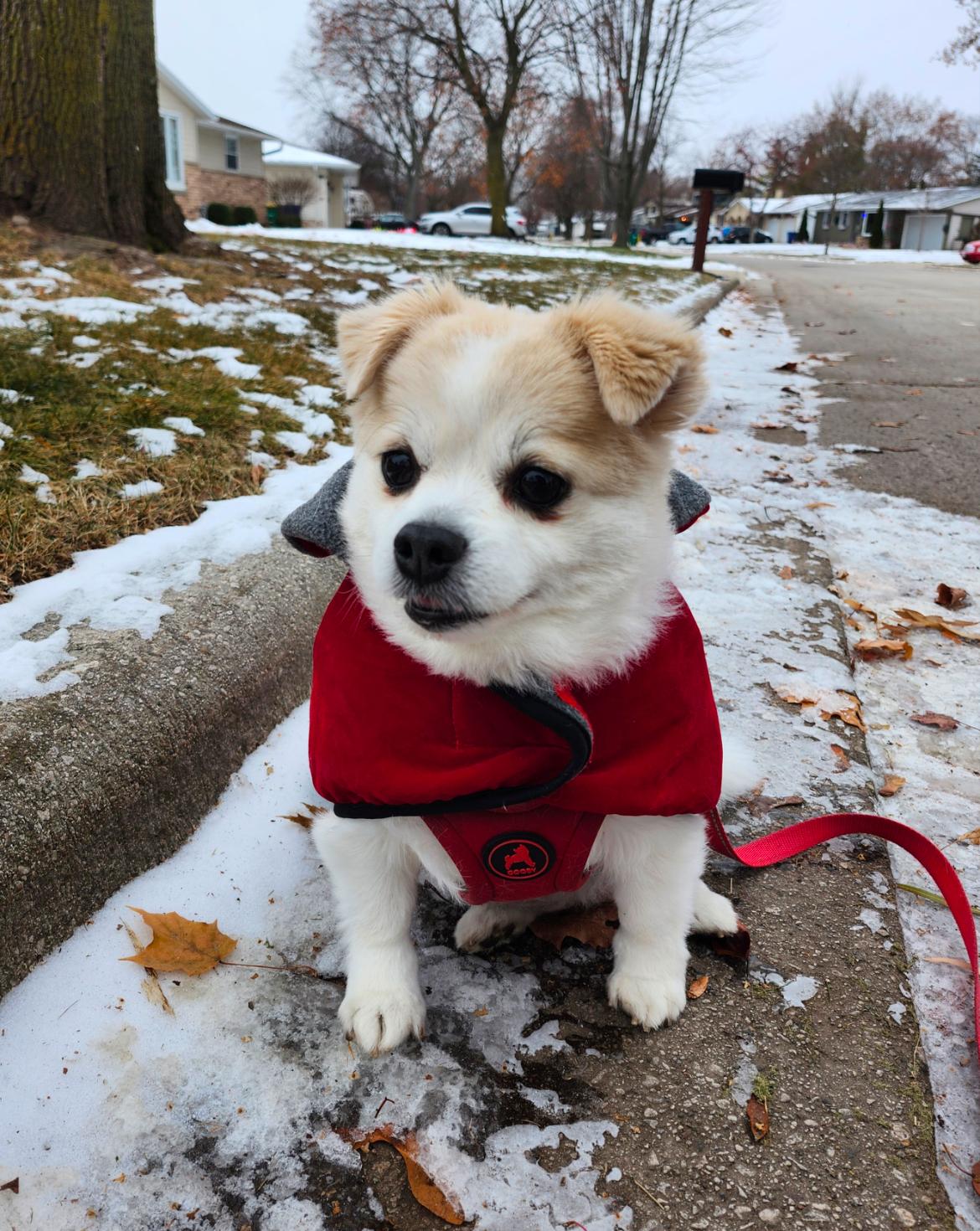 Mildred, a other mixed breed in Whitewater, WI image 3/6