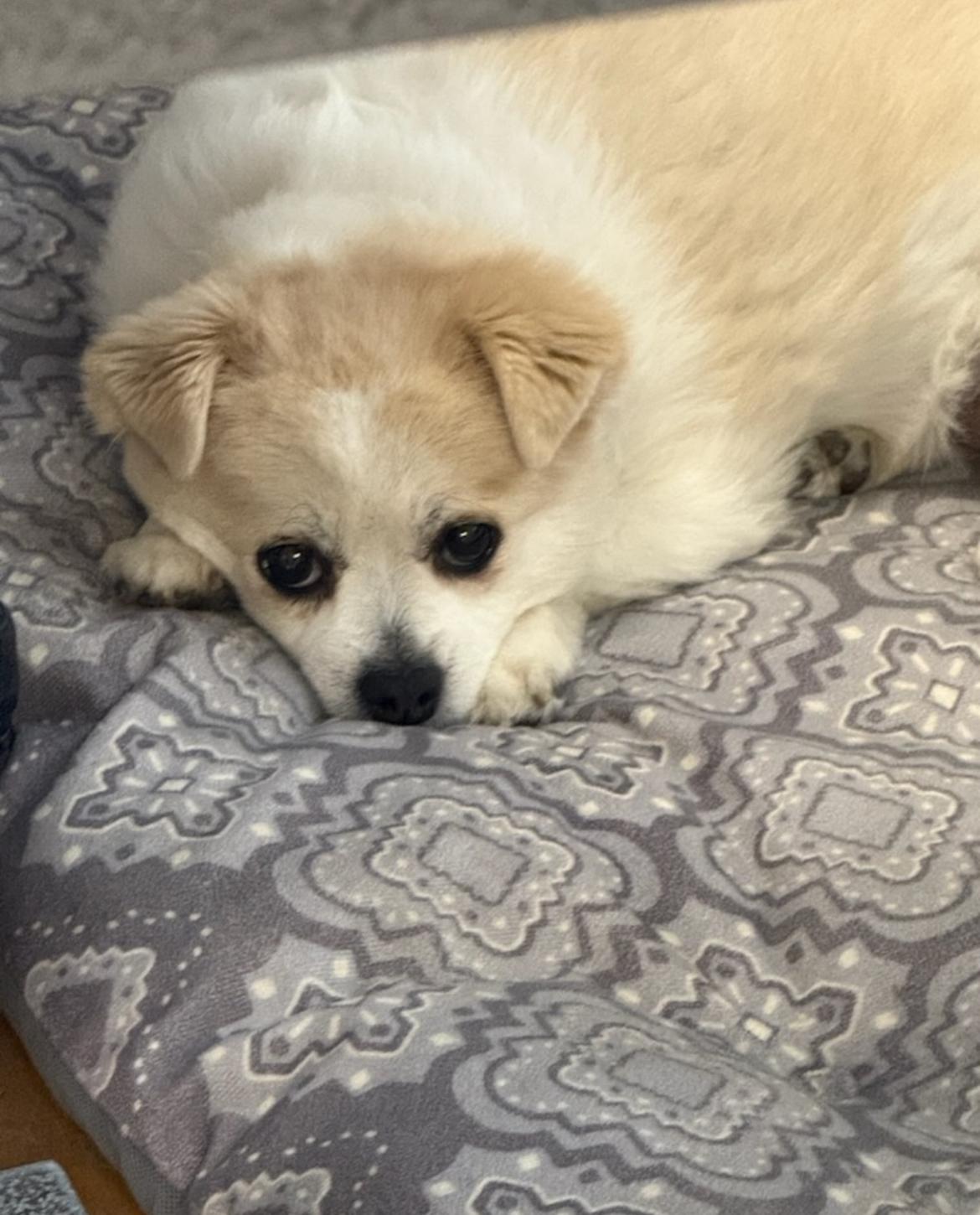 Mildred, a other mixed breed in Whitewater, WI image 4/6