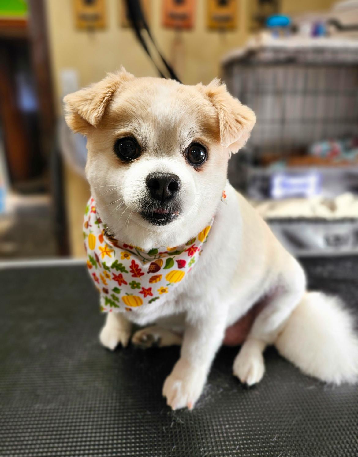 Mildred, a other mixed breed in Whitewater, WI image 5/6