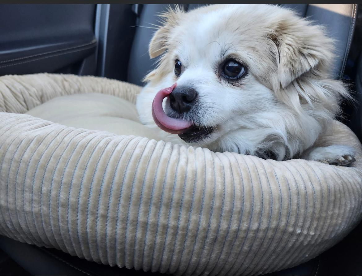 Mildred, a other mixed breed in Whitewater, WI image 6/6