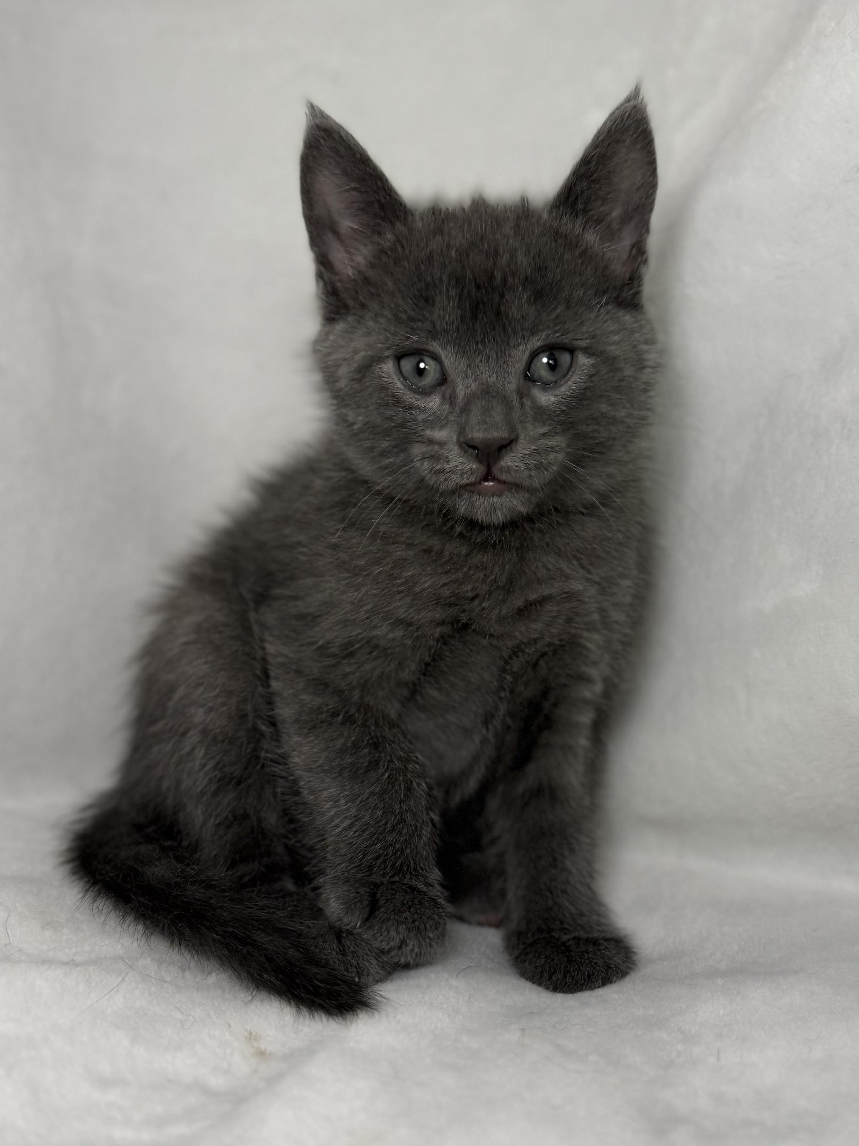 Beckett, adoptable, Kitten Male Domestic Short Hair.