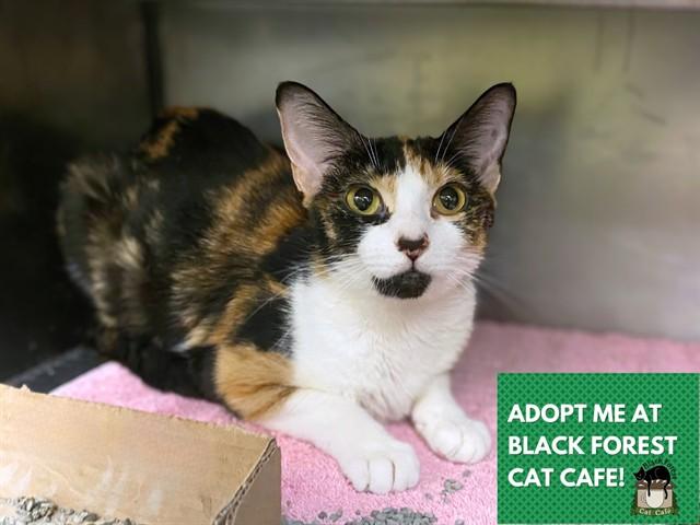 GIZMO, Adoptable, Young Female Domestic Short Hair.