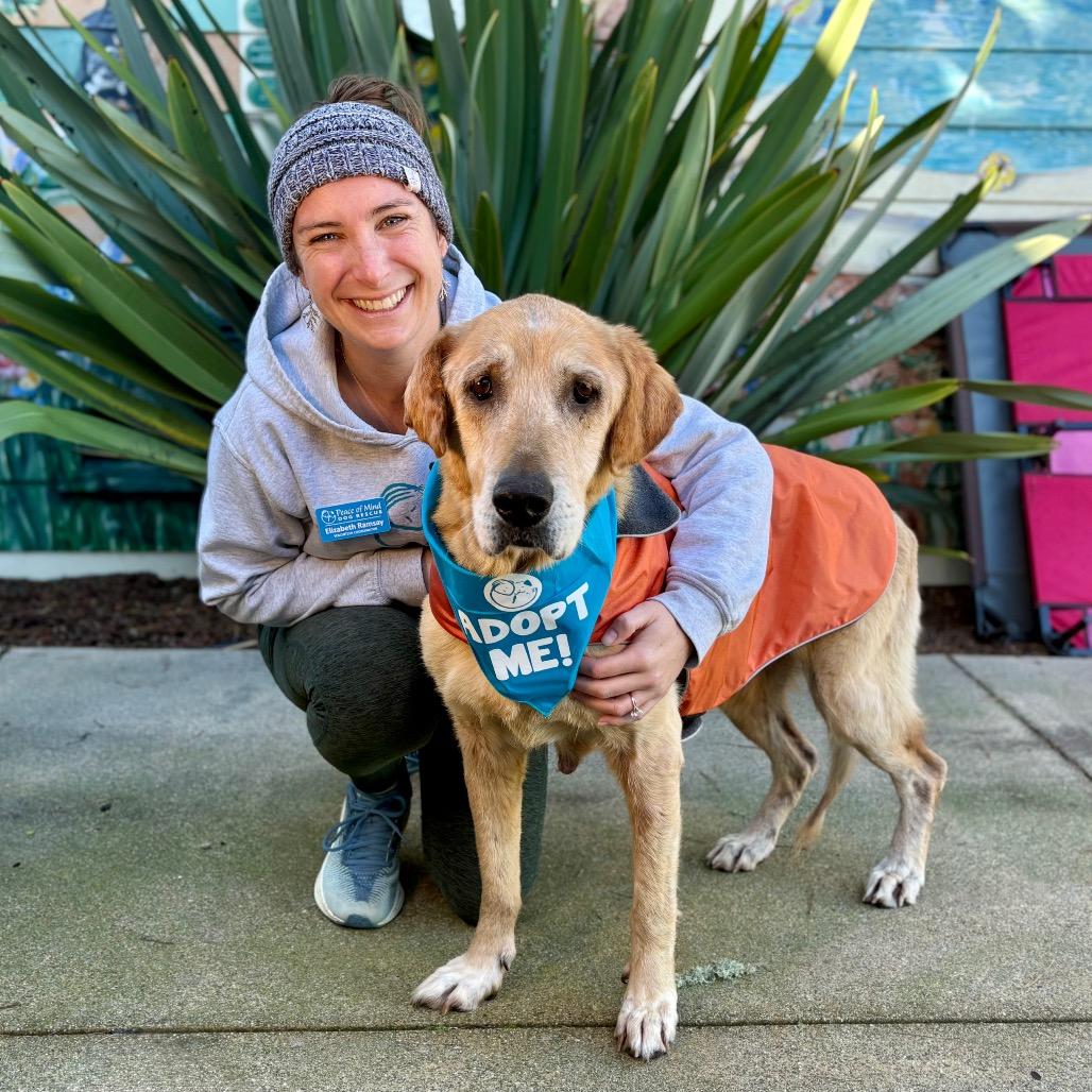Blondie, Adoptable, Senior Female Labrador Retriever & Golden Retriever.