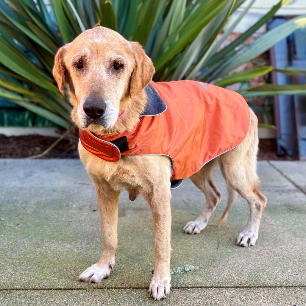 Blondie, a Adoptable mixed breed in Pacific Grove, CA image 1/5