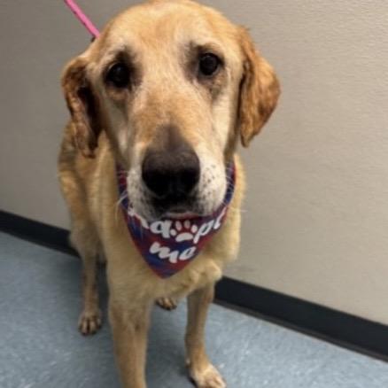Blondie, a Adoptable mixed breed in Pacific Grove, CA image 4/5