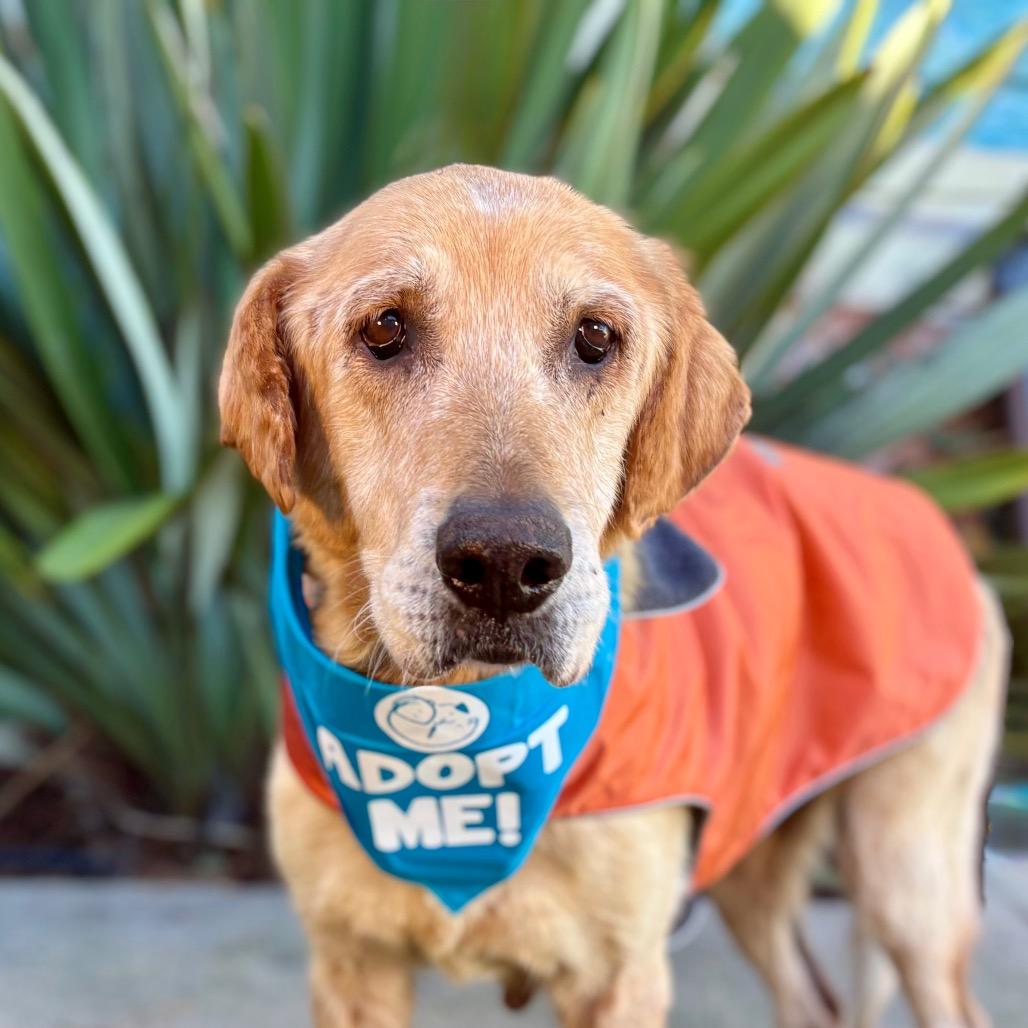 Blondie, a Adoptable mixed breed in Pacific Grove, CA image 5/5