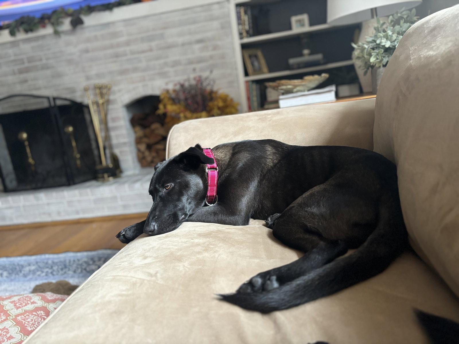 Dandy, Adoptable, Young Female Shepherd & Labrador Retriever.