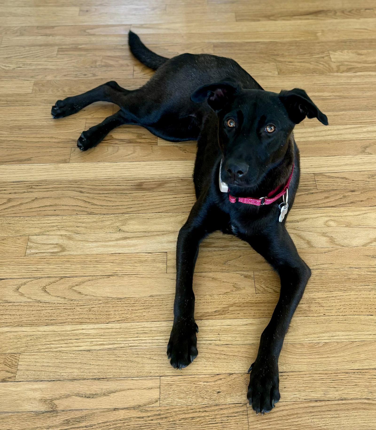 Enlarge Dandy, a Adoptable mixed breed in Doylestown, PA image 2/3