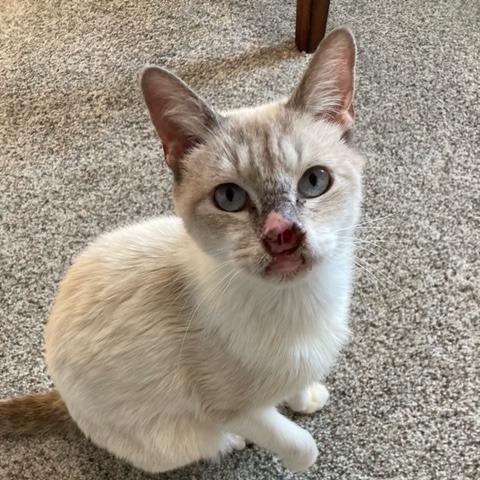 Enlarge Athena, a Adoptable Siamese in Chicago, IL image 1/5