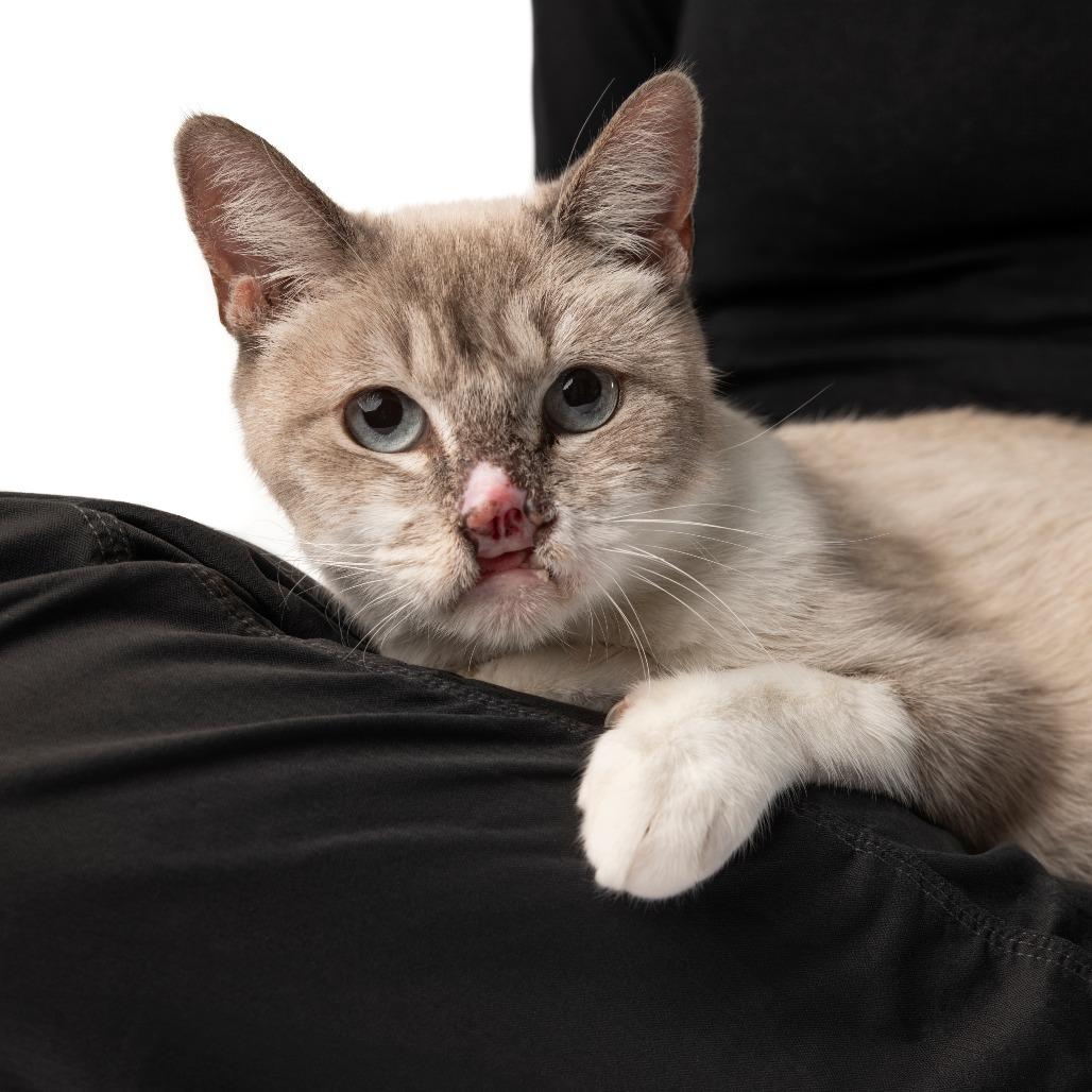 Enlarge Athena, a Adoptable Siamese in Chicago, IL image 2/5