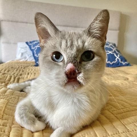 Enlarge Athena, a Adoptable Siamese in Chicago, IL image 3/5