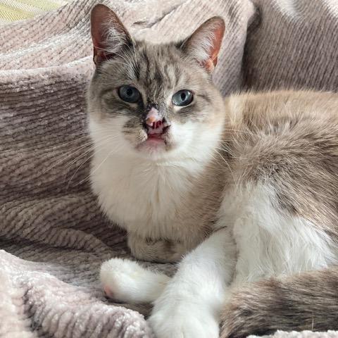 Enlarge Athena, a Adoptable Siamese in Chicago, IL image 5/6