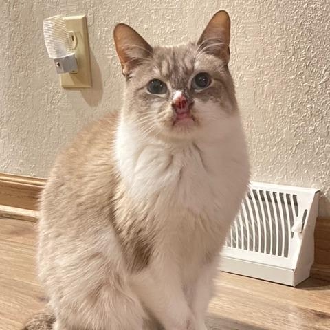 Enlarge Athena, a Adoptable Siamese in Chicago, IL image 6/6