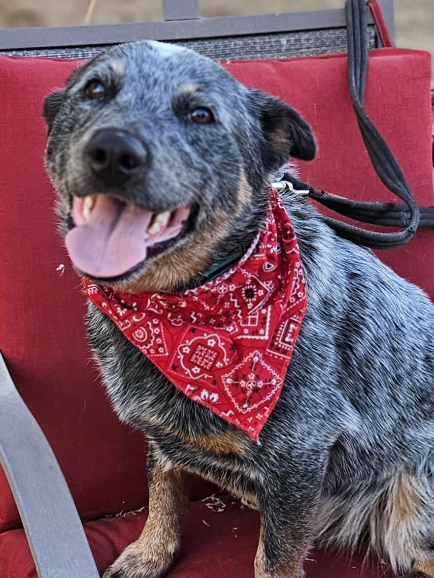 Enlarge Boone, a Adopted Australian Cattle Dog / Blue Heeler in Temecula, CA image 4/6