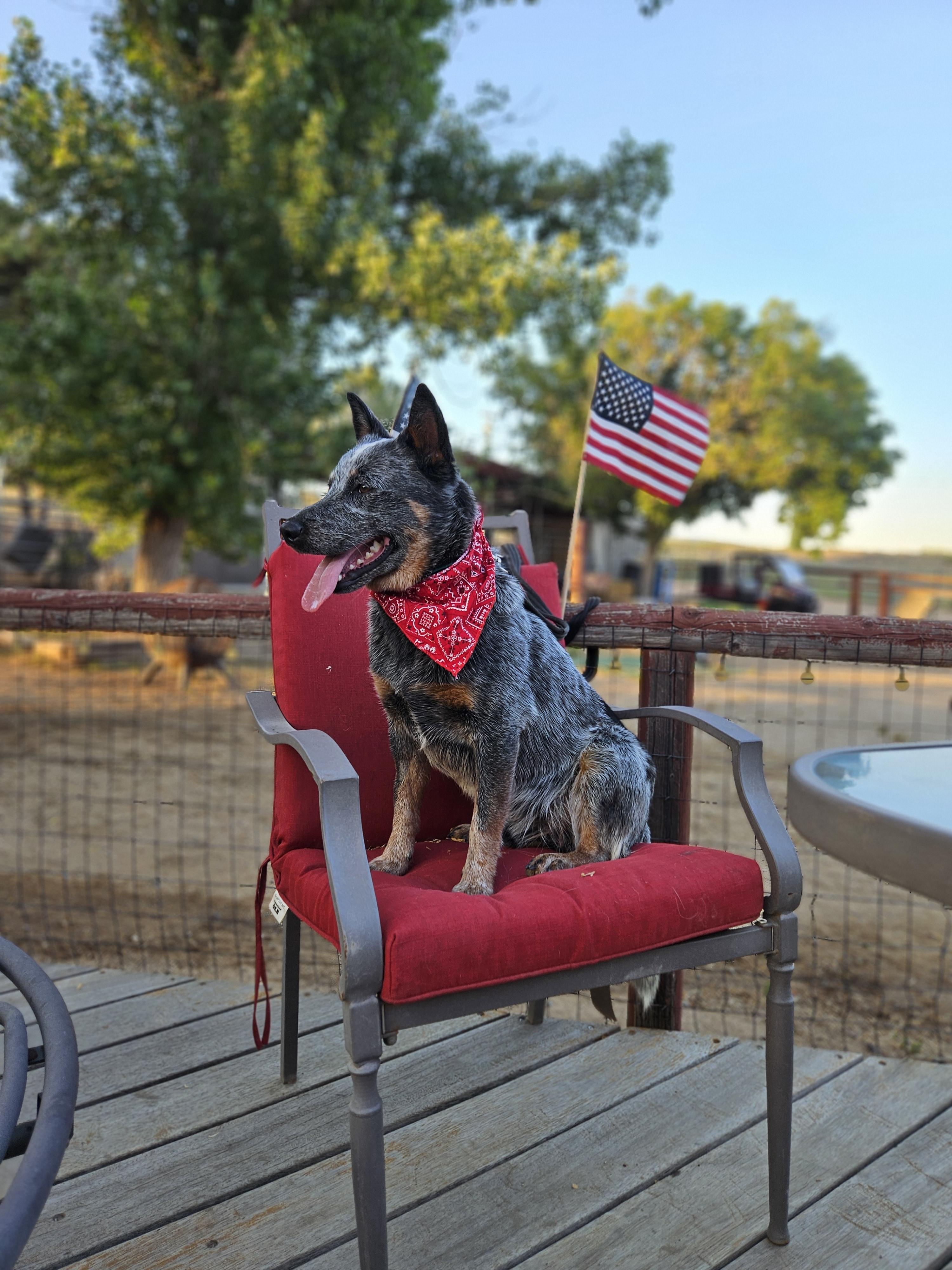 Enlarge Boone, a Adopted Australian Cattle Dog / Blue Heeler in Temecula, CA image 6/6